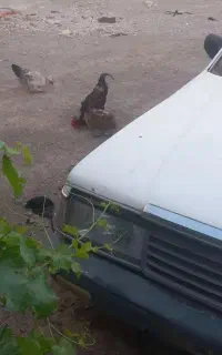 خودرو کلاسیک