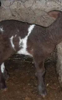 بره ناقلا، ماده شیر خور