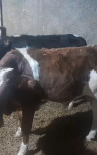 گوساله دورگ گیلک آماده پروار