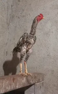 اوشامو