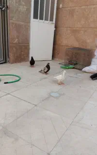 کفتر کبوتر