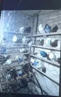 فروش پرنده
