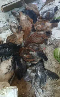 مرغ محلی تخم گذار