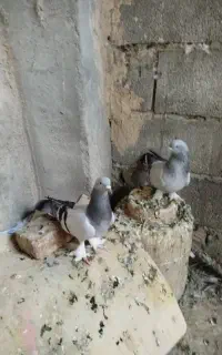 کبوتر ترکیه