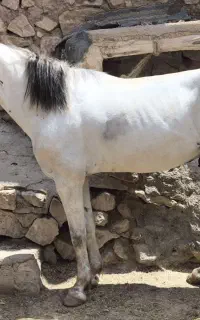 اسب نر