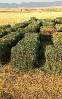 یونجه ۹۰ سانتی سوزنی