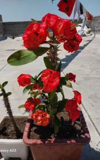 مرجان گلدرشت خانگی