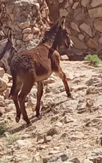 یک عدد قوو نر