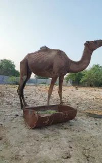 فروش شتر