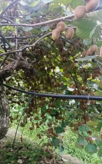 کیوی مخصوص صادرات