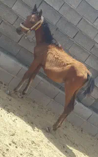مادیون