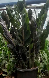گلخانه پیچک