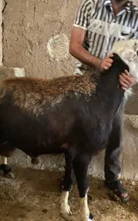 قوچ پلنگی بی نظیر