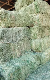 آذوقه و خوراک دام و طیور رحمتی