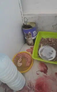 گربهdsh