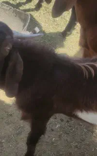 کهره نر