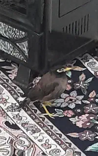 مرغ مینا
