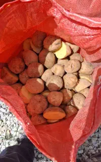 سیب زمینی بذر