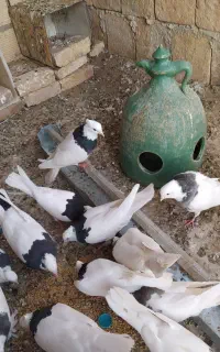 طوقی