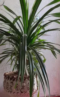 فروش گل طبیعی