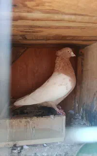 کبوتر سینه یی
