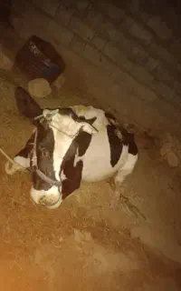 گاو هلشتان