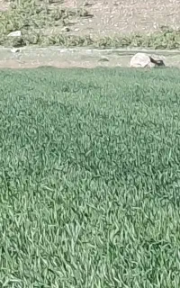 گندم بذری غنی شده