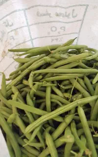 لوبیا سبز تازه