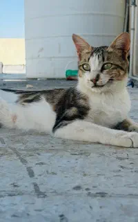 حیوانات کالا نیستند به سرپرستی بگیریم
