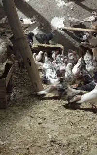 کفتر تعداد