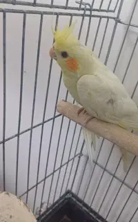 عروس هلندی گمشده