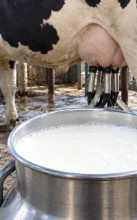 فروش شیر گاوی سالم و تازه