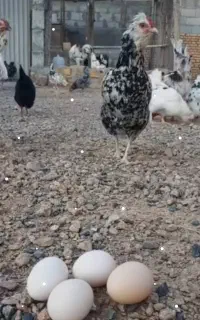 تخم مرغ نطفه دار گلین
