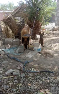 سگ ژرمن