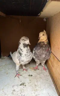 کبوتر