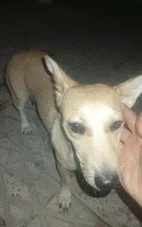 سگ  رژمن