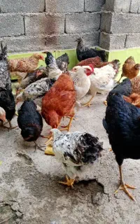 مرغ وخروس گلپایگانی سالم وسرحرحال