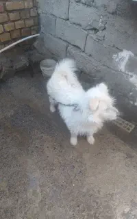 سگ پاکوتاه سفید و قشنگ