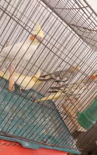 تعدادی عروس هلندی