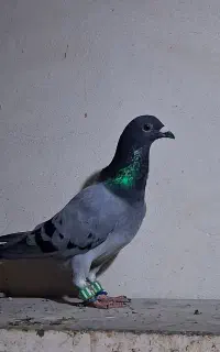 کبوتر دورگ خونی جان آردن