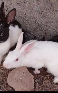 خرگوش