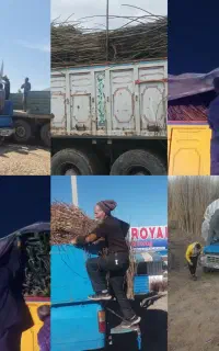نهال هلو شلیل گوجه سبز توت انگور