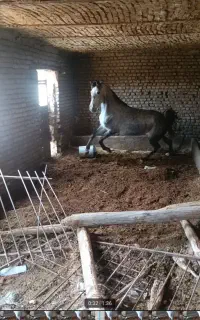 لوازم سوار کاری