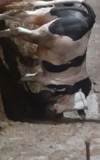 گوساله نر