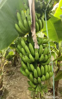میوه