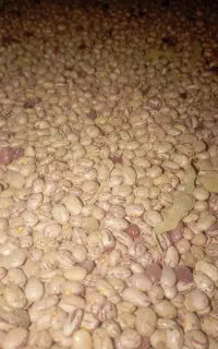 لوبیا  چیتی  بذر