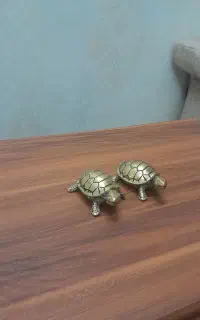 لاک پشت برنز