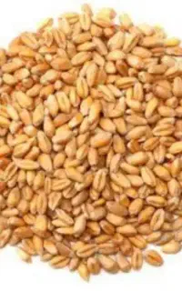 گندم