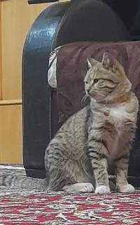 گربه ناز
