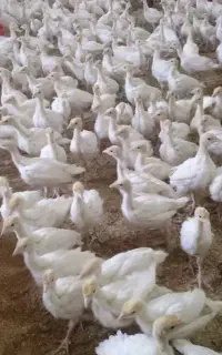 بوقلمون بیوتی